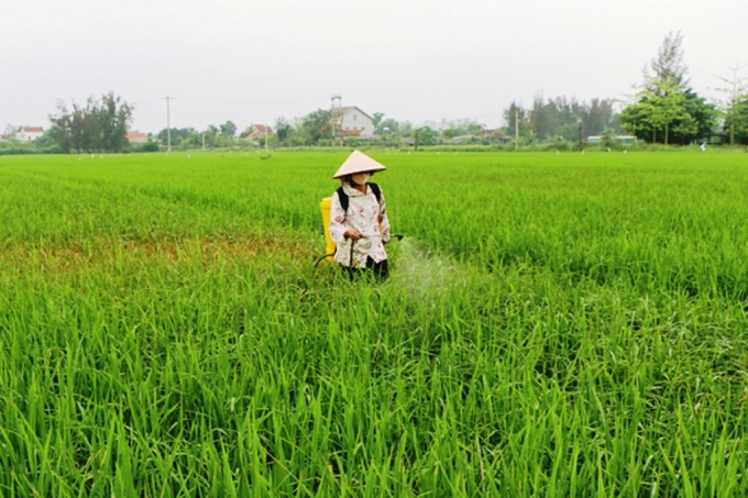 Thời tiết bất thuận khiến cho việc phun phòng bệnh đạo ôn cổ bông trên lúa Xuân 2020 của tỉnh Hà Tĩnh gặp nhiều khó khăn. Ảnh: Thanh Nga.
