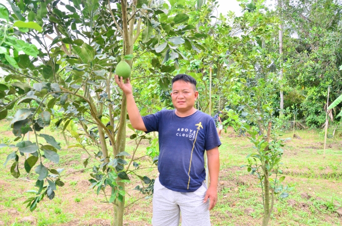 Ông Phong đến tận vườn bưởi Ruby tại Thái Lan để xem và mua giống về trồng. Ảnh: Minh Đảm.