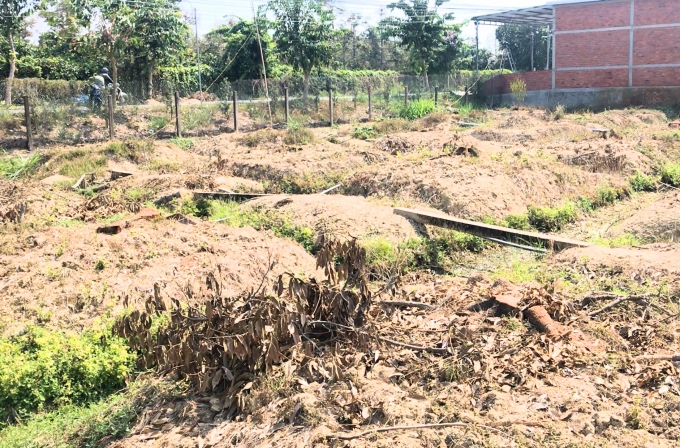 Một vườn cây sàu riêng chết trắng, đốn bỏ 100% tại xã Tam Bình. Ảnh: Đào Chánh.