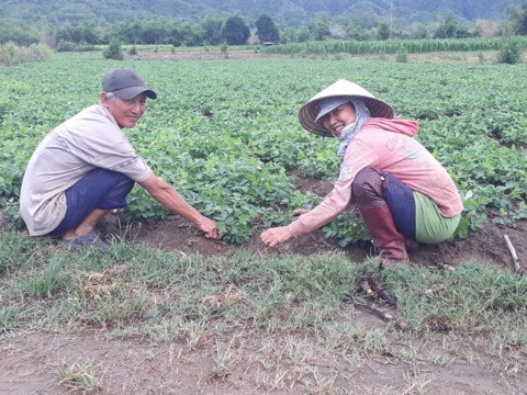 Mô hình chuyển đổi từ lúa sang đậu phộng hiện cũng rất hiệu quả trên địa bàn tỉnh Phú Yên. Ảnh: Đình Thung.