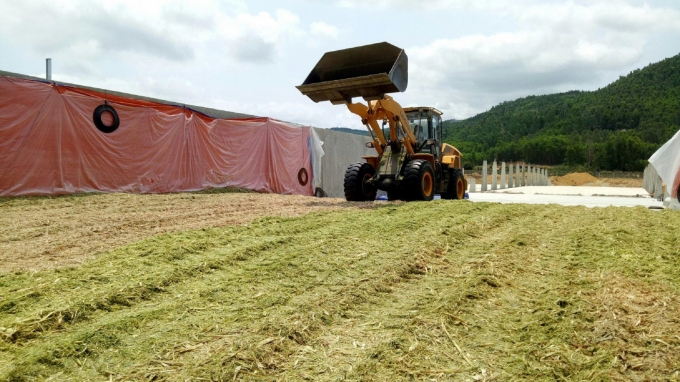 Dự án bò sữa ở Quảng Ngãi sẽ cần 24.000 tấn thức ăn là cây ngô mỗi năm. Ảnh: MH.