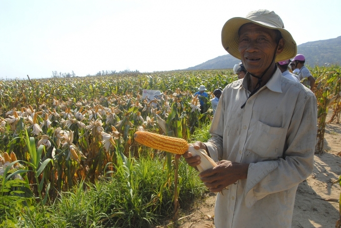 Trồng ngô thay trồng lúa lợi nhuận cao gấp đôi nên nông dân rất mê. Ảnh: Kim Sơ.