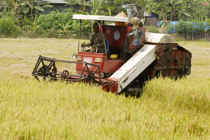 Nông dân huyện Phú Tân – An Giang thu hoạch lúa nếp. Ảnh: Lê Hoàng Vũ.