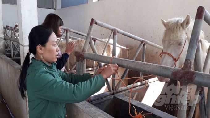 Nhờ được vay vốn ưu đãi, chị Nguyễn Thị Nguyên có thêm kinh phí đầu tư xây dựng chuồng trại chăn nuôi ngựa khép kín với 30 ngăn. Ảnh: Kiều Hải.