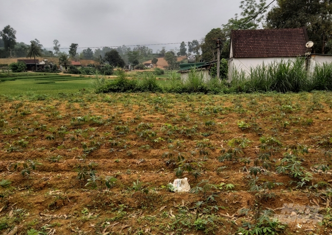 Bệnh khảm lá cũng manh nha xuất hiện đe dọa trên một số diện tích trồng sắn trên địa bàn. Ảnh: Việt Khánh.