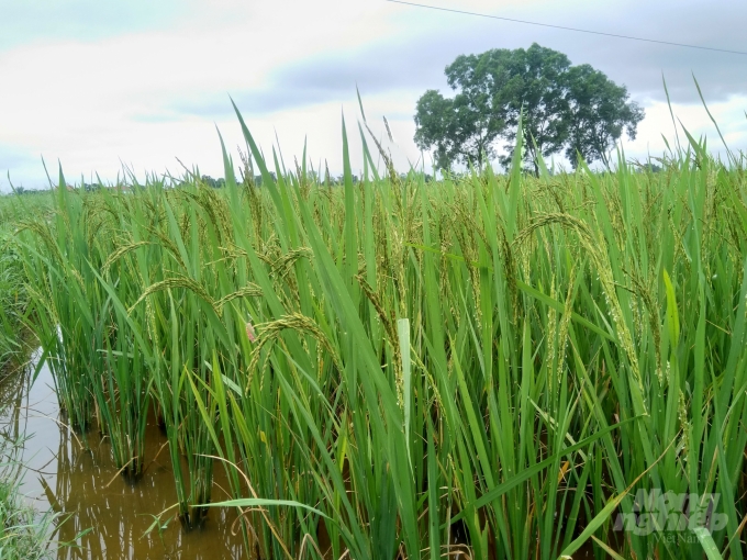 Các bệnh thường gặp trên cây lúa như đạo ôn, khô vằn...đang phát triển mạnh. Ảnh: Công Điền.