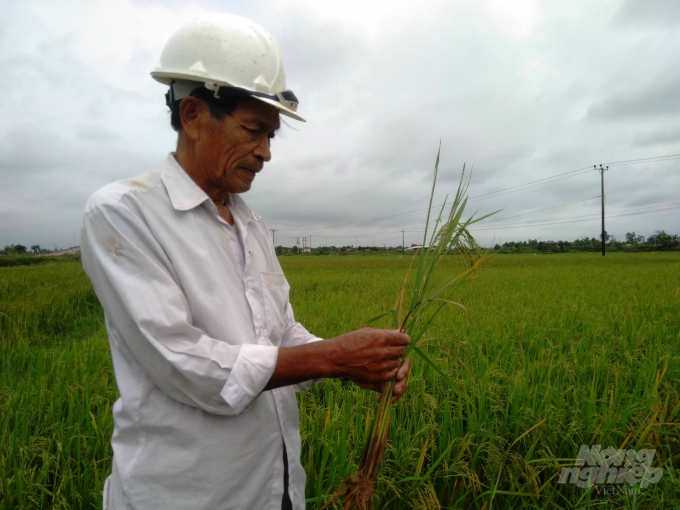 Nhiều diện tích lúa ở Quảng Trị bị sâu bệnh gây hại khiến nông dân lo lắng. Ảnh: Công Điền.