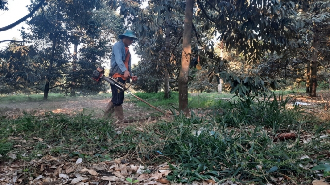 Việc làm cỏ bằng phương pháp thủ công giúp tơi xốp đất, tạo nền hữu cơ cho vườn cây. Ảnh: Trần Trung.