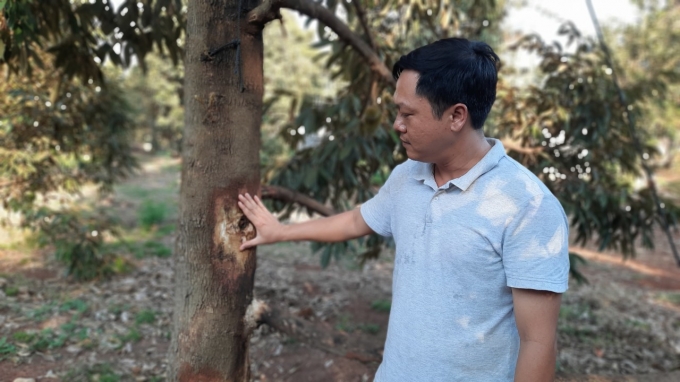 Anh Lã Quốc Thái, cán bộ Phòng NN–PTNT huyện Phú Riềng hướng dẫn bà con phòng trị bệnh thối thân xì mủ trên cây sầu riêng. Ảnh: Trần Trung.