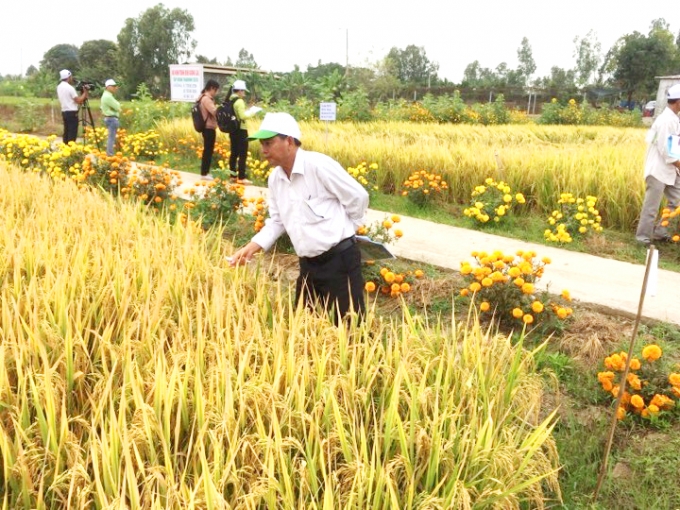 Trại Thực nghiệm sản xuất giống cây trồng An Phong áp dụng mô hình trồng hoa trên bờ ruộng đã giảm được chi phí đầu tư khoảng 3 triệu đồng/ha, năng suất lúa tăng lên từ 9 - 10 tấn/ha. Ảnh: Thanh Bình.