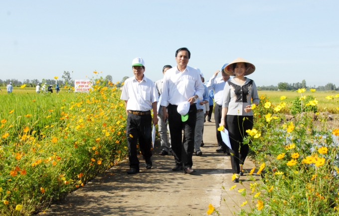 Mô hình trồng hoa trên bờ ruộng giúp giảm chi phí phun thuốc BVTV, giảm ô nhiễm môi trường, bảo vệ sức khỏe cho nông dân, lúa cho năng suất cao. Ảnh: Thanh Bình.