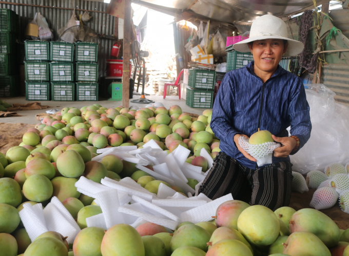 Thời gian qua xoài Úc ở huyện Cam Lâm đã giúp nông dân có thu nhập 150-200 triệu đồng/ha. Ảnh: LK.