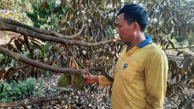 Anh Trần A Lộc chăm chút từng quả sầu riêng chờ thu hoạch trong 1 tháng tới.