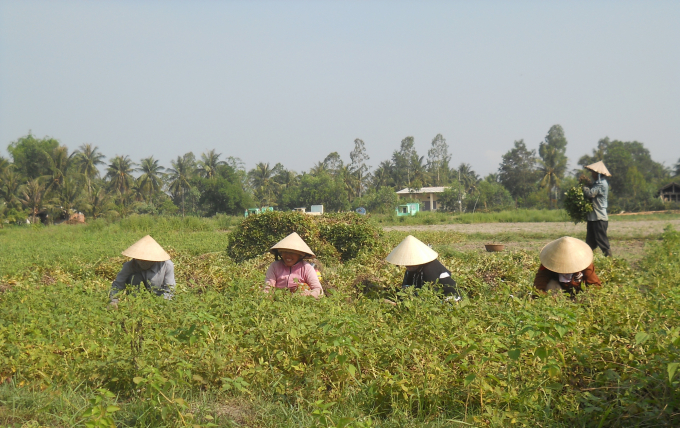 Nông dân xã Cát Hải (huyện Phù Cát) thu hoạch đậu phộng. Ảnh: Đăng Lâm.