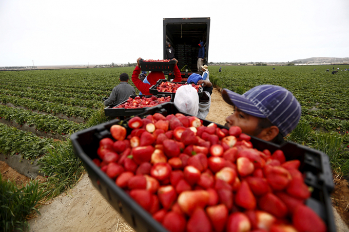Dâu tây là loại quả đòi hỏi được thu hoạch và đóng gói bằng tay. Ảnh: Reuters.