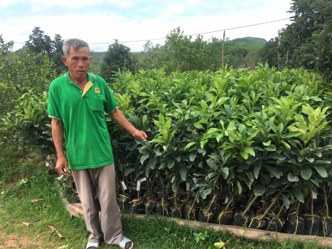 Người trồng bưởi ở huyện Hoài Ân (Bình Định) rất kỹ lưỡng trong việc lựa chọn cây giống, mua giống từ Viện Cây ăn quả miền Nam họ mới yên tâm. Ảnh: LK.