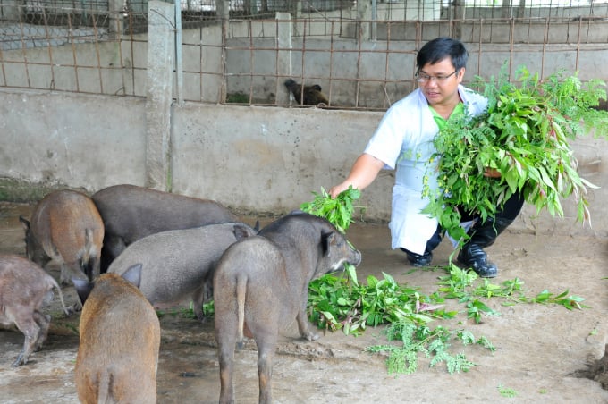 Thành phố Hồ Chí Minh Lợi ích từ chăn nuôi heo trên nền đệm lót sinh học