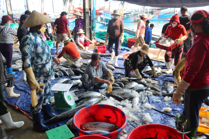 Hiện các tàu đánh bắt cá ngừ sọc dưa ở Khánh Hòa có lãi nhờ bán giá cá chợ cao. Ảnh: Minh Hậu.