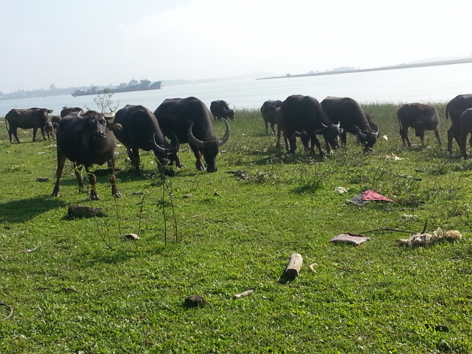 Mô hình liên kết nuôi trâu bò vỗ béo một hướng đi mới trong phát triển  chăn nuôi gia súc tại xã 