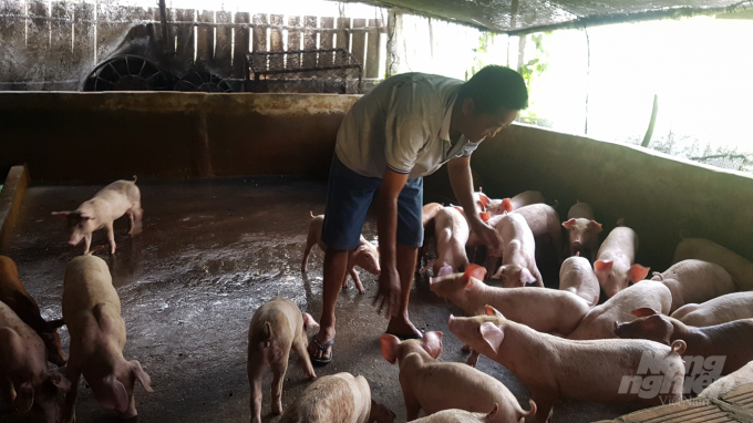 Theo ghi nhận tại Bạc Liêu hiện giá thịt lợn vẫn đang ở mức cao, khoảng 100.000 đồng/kg. Ảnh: Trọng Linh.