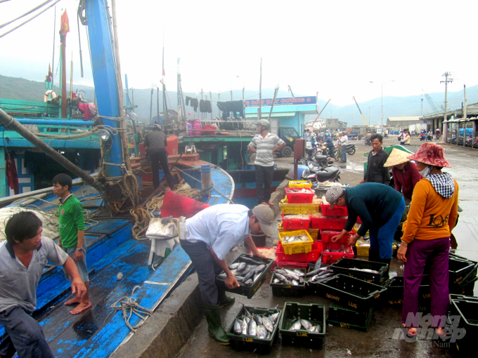 Các đầu nậu thu mua cá của ngư dân Bình Định tại Cảng cá Quy Nhơn. Ảnh: Lê Khánh.