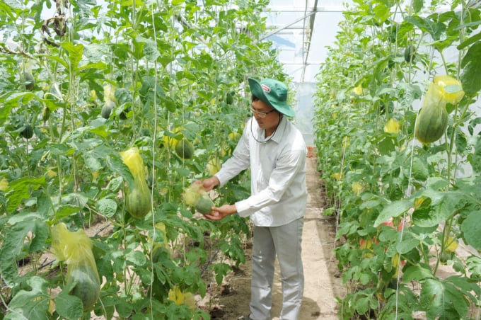 Việc chuyển đổi cây trồng kém hiệu quả sang cây trồng khác giúp tăng thu nhập cho nông dân. Ảnh: Minh Đảm.