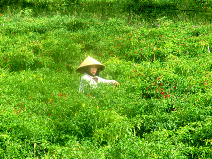 Ớt là loại cây trồng cho hiệu quả kinh tế cao trên chân đất ven sông La Tinh ở xã Cát Tài (huyện Phù Cát, Bình Định). Ảnh: MH.