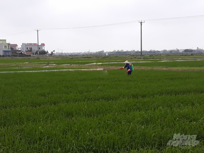 Nông dân Nam Định phun thuốc phòng trừ dịch bệnh hại lúa. Ảnh: Mai Chiến.