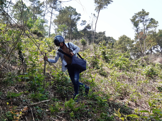 Khu rừng thông ở khu vực Mũi Né, huyện Phú Lộc đang bị xâm hại nghiêm trọng. Ảnh: Tiến Thành.