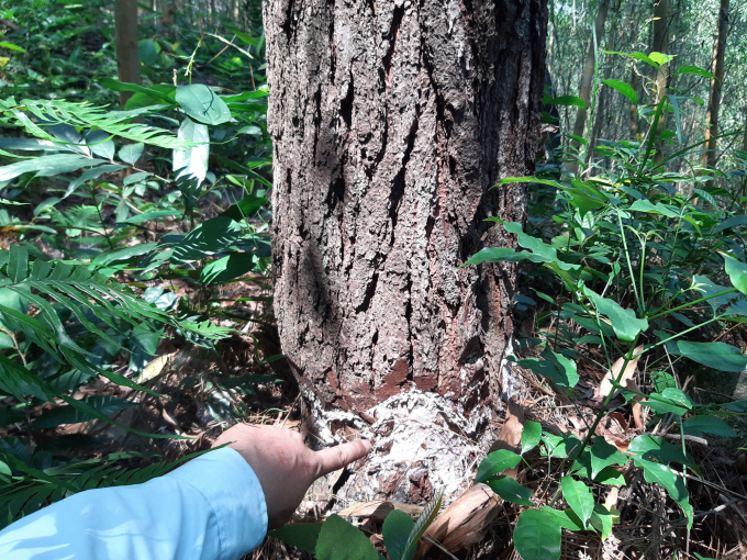 Nhiều cây thông ở khu rừng Mũi Né bị chặt quanh nhằm làm cho cây chết dần. Ảnh: Tiến Thành.