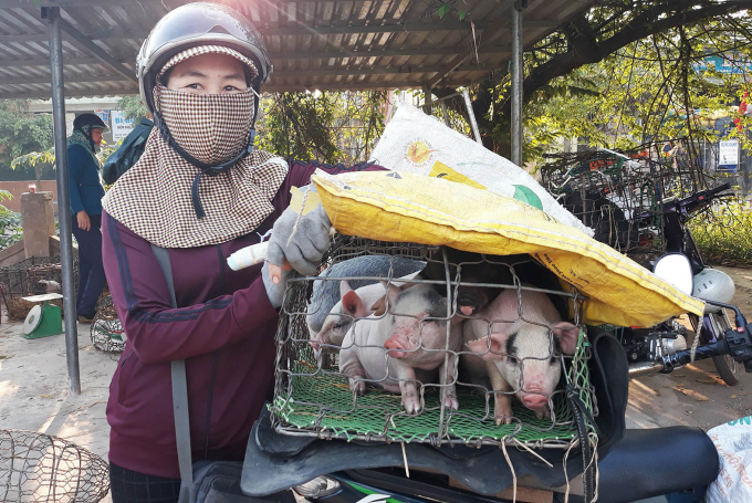 Chợ lợn giống ở Ba Bến, thị xã Quảng Trị khan hiếm lợn giống cung cấp. Ảnh: Tâm Phùng.