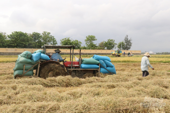 Lúa ĐX 2019 - 2020 tại Phú Yên đang được nông dân thu hoạch. Ảnh: Kim Sơ.