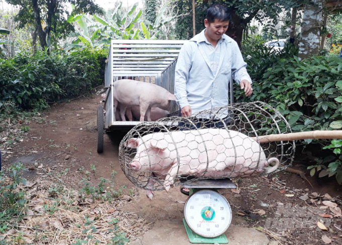 Nông dân huyện Gio Linh xuất bán lợn hơi với giá khá cao để kịp tái đàn. Ảnh: Tâm Phùng.