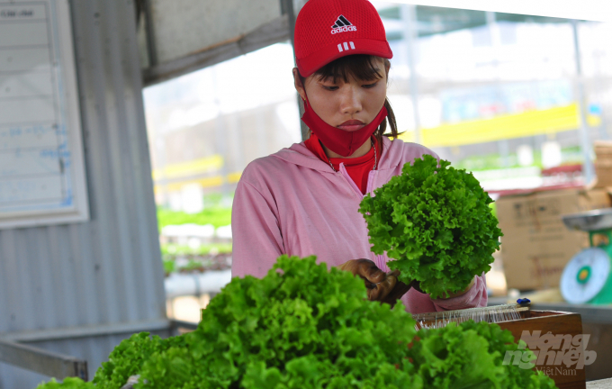 Mỗi ngày, vườn thủy canh của gia đình anh Đức cung cấp cho thị trường 100-150kg rau ăn lá các loại. Ảnh: Minh Hậu.