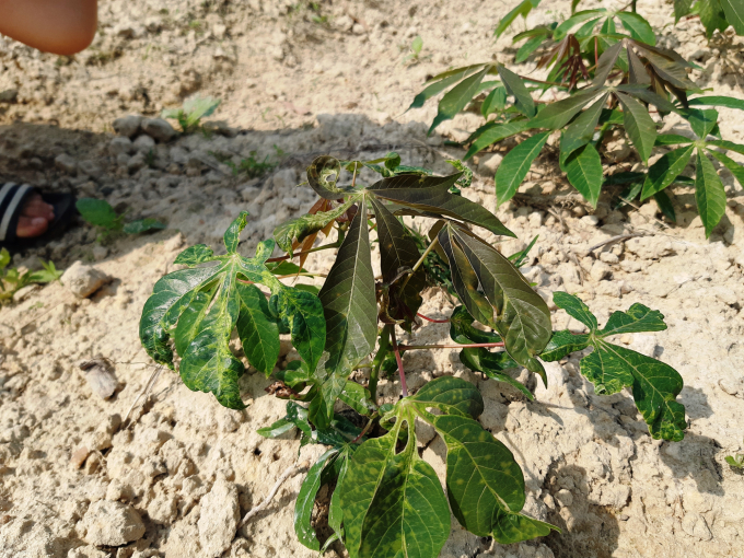 Hơn ngàn ha sắn ở Thừa Thiên- Huế bị bệnh khảm lá gây hại. Ảnh: Tiến Thành.