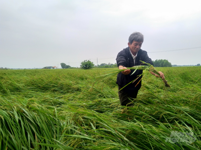Nhiều diện tích lúa ĐX của nông dân Quảng Trị ngã rạp chỉ sau một đêm. Ảnh: Công Điền.