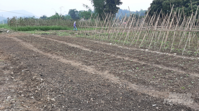 Nhiều người dân ở thôn Phạc Tràng, xã Dương Quang phải làm đất để trồng lại rau. Ảnh: Toán Nguyễn.