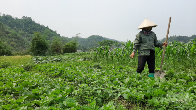 Những diện tích trồng rau mùng tơi của người dân KDC Chí Lèn, phường Huyền Tụng bắt đầu cho thu hoạch. Ảnh: Toán Nguyễn.