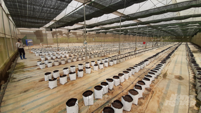 Các cơ sở trồng rau công nghệ cao ở KDC Phiêng My, phường Huyền Tụng từ nhiều tuần nay không có rau để bán ra thị trường. Ảnh: Toán Nguyễn.
