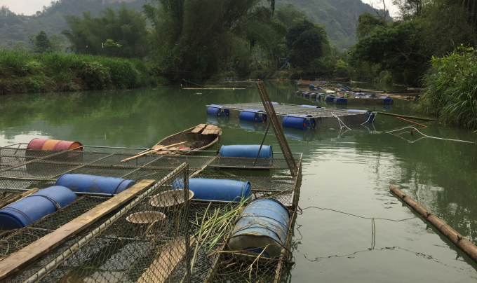 Nhiều hộ dân xóm Nà Phường, xã Độc Lập, huyện Quảng Hòa nuôi cá lồng đem lại hiệu quả kinh tế cao. Ảnh: Kông Hải.