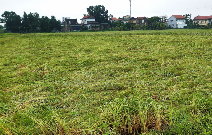 Hàng ngàn ha lúa đông xuân ở Huế bị đổ sạp do mưa, gió. Ảnh: Tiến Thành
