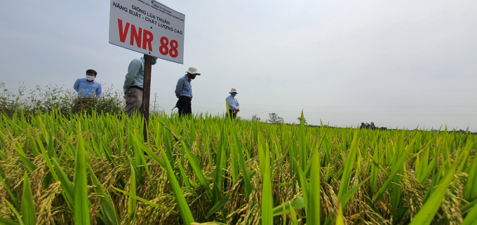 Giống VNR88 triển vọng đạt năng suất và có ưu điểm ít nhiễm rầy, chống đổ ngã tốt đang được trồng khảo nghiệm tại xã Điện Phước (TX Điện Bàn, tỉnh Quảng Nam). Ảnh: Lê Khánh.