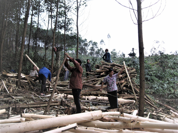 Tình trạng phải khai thác rừng non đang khiến ngành gỗ Việt Nam phải nhập khẩu nguyên liệu gỗ lớn từ các thị trường khác. Ảnh: TL.