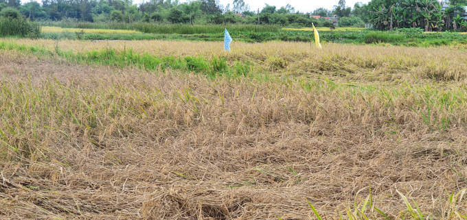 Nhiều ruộng lúa của người dân huyện Thăng Bình (tỉnh Quảng Nam) bị rầy gây hại khô cháy. Ảnh: Lê Khánh.