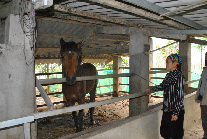 Con ngựa Cabardin 25% máu ngoại nuôi tại nhà chị Vừ Thị Dở. Ảnh: H.D.