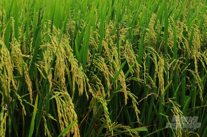 Theo đánh giá giống lúa Đài Thơm 8 có thể đạt năng suất 60 đến 65 tạ/ha. Ảnh: Công Điền.