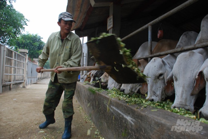 Bổ sung thức ăn cho bò Úc tại một trại ở Ninh Bình bằng ngô sinh khối. Ảnh: Dương Đình Tường.