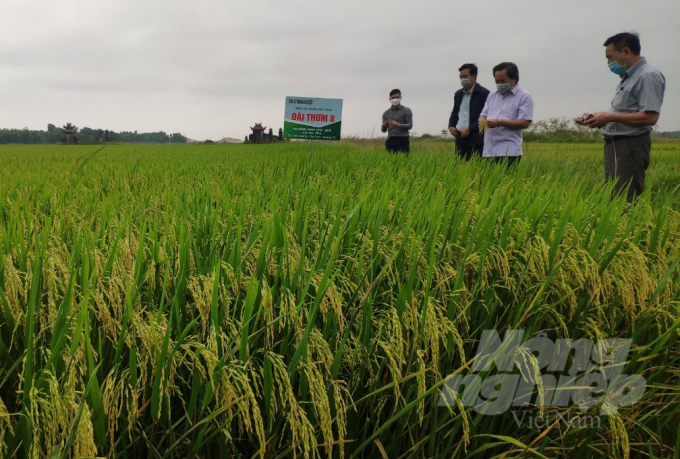 Lãnh đạo Sở NN-PTNT Quảng Trị và Cty giống cây trồng Việt Nam thăm cánh đồng sản xuất giống lúa Đài Thơm 8. Ảnh: Công Điền.