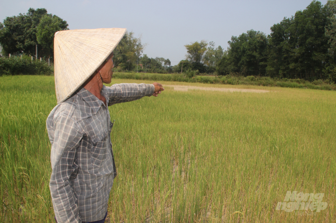 Lúa ở cánh đồng Rộc Đức thuộc xã Tây Thuận (huyện Tây Sơn, Bình Định) cũng chẳng khá hơn, luôn trong tình trạng khát nước chết từng khoảnh. Ảnh: Minh Hậu.