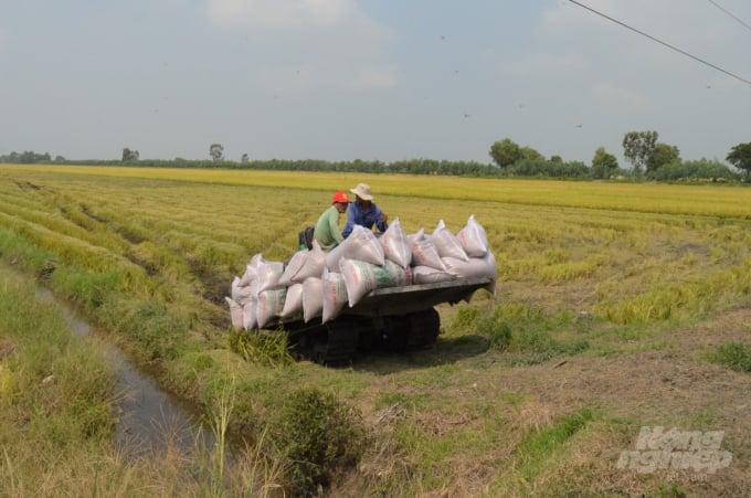 Nhiều nơi nông dân trồng nếp, lúa Japonica theo hợp đồng với doanh nghiệp, nếu không xuất khẩu được thì không biết tiêu thụ đường nào. Ảnh: Trung Chánh.